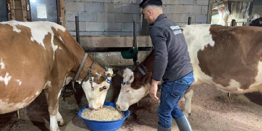 İstanbul’u bırakıp Giresun’a yerleştiler, kendi mandıralarını kurdular! 5 hayvan sayısı şimdi 40’a ulaştı: Üretim onlarla arttı 3